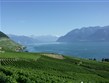 Švýcarsko - Ženevské jezero čili Lac Léman z Lavaux
