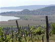 Termální lázně - Maďarsko - Balaton - vinice nad jezerem