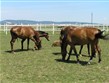Termální lázně - Maďarsko, Villány, koně ve výběhu