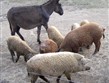 Termální lázně - Maďarsko, NP Hortobágy, vepři
