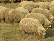 Termální lázně - Maďarsko, NP Hortobágy, rohaté ovce