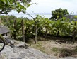 Termální lázně - Maďarsko -  Balaton - vinice nad jezerem