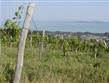 Termální lázně - Maďarsko - Balaton - vinice nad jezerem slibují bohatou úrodu a ještě lepší víno z ní