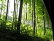Termální lázně - Maďarsko - NP Bukové hory - krásné bukové lesy dělají pohoří čest a jméno