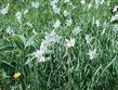 Rakousko - údolí Almtal -  tisíce květů planých narcisů  všude po loukách 