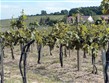 Termální lázně - Maďarsko - Tokaj - vinice v okolí městečka na vulkanickém podloží