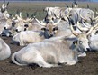 Termální lázně - Maďarsko - NP Hortobágy, bílý rohatý skot, endemický pro oblast pusty