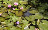 lázně Hévíz - Maďarsko - Hévíz - jedinná rostlina která v jezerů přežívá je indický vodní leknín
